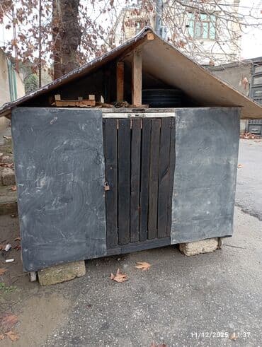 Taxta it evi / damlı hovuzlu boks - Material: taxta karkas, üstü su lalafo.az -da Taxta it evi / damlı hovuzlu boks - Material: taxta karkas, üstü su