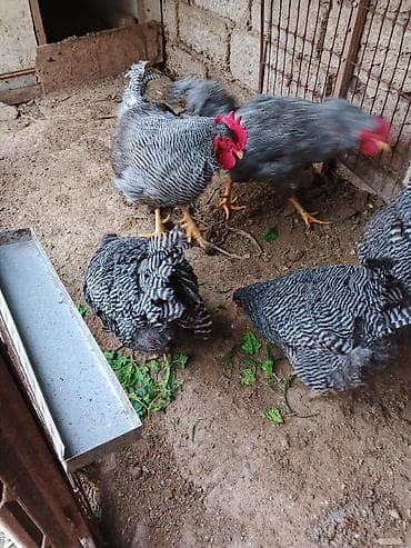 Toyuq, Yumurtalıq, Ünvandan götürmə lalafo.az -da Toyuq, Yumurtalıq, Ünvandan götürmə