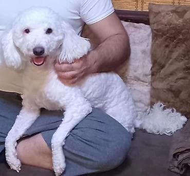 Pudel, 3 il, Erkek, Ünvandan götürmə lalafo.az -da Pudel, 3 il, Erkek, Ünvandan götürmə