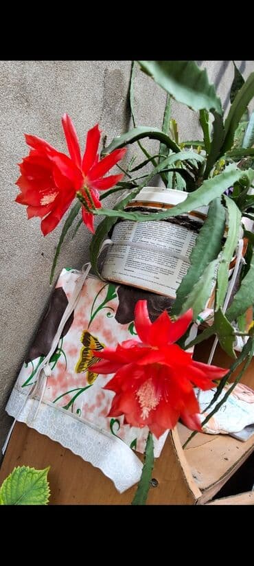 Epiphyllum (Orxideya kaktusu) – parlaq qırmızı iri çiçəklərlə lalafo.az -da Epiphyllum (Orxideya kaktusu) – parlaq qırmızı iri çiçəklərlə