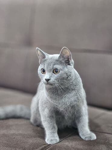 Britan, Erkək lalafo.az -da Britan, Erkək