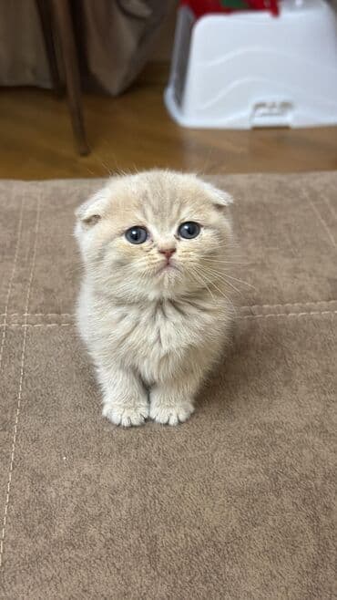 Şotland, Dişi, Yaxşı əllərə, Ünvandan götürmə lalafo.az -da Şotland, Dişi, Yaxşı əllərə, Ünvandan götürmə