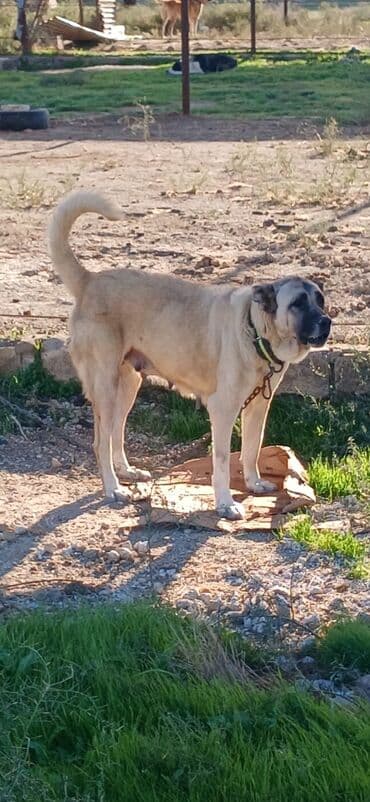 Kanqal, 3 il, Dişi, Peyvəndli, Ödənişli çatdırılma lalafo.az -da Kanqal, 3 il, Dişi, Peyvəndli, Ödənişli çatdırılma