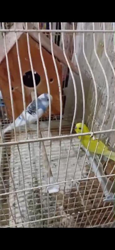 Dalmatin və sarı rəngli iki dalğıç (büdcəri) papağanı ilə birlikdə lalafo.az -da Dalmatin və sarı rəngli iki dalğıç (büdcəri) papağanı ilə birlikdə