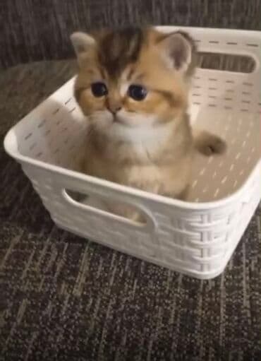 Карты: Silver Şinşilla balasi erkek - Şou Klass baladi - Ana Ata ukrayinadan at lalafo.az — 2 Карты: Silver Şinşilla balasi erkek - Şou Klass baladi - Ana Ata ukrayinadan — 2