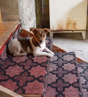 5 ay, Erkek, Peyvəndli, Ünvandan götürmə lalafo.az -da 5 ay, Erkek, Peyvəndli, Ünvandan götürmə