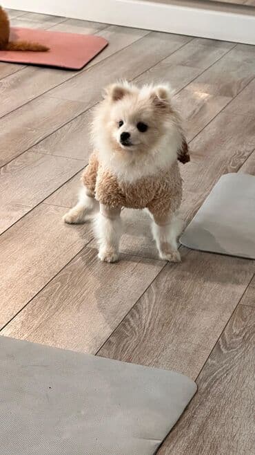 Məhsul: Köpək üçün yumşaq kombinezon - Model: Tüklü “teddy” üslublu lalafo.az -da Məhsul: Köpək üçün yumşaq kombinezon - Model: Tüklü “teddy” üslublu