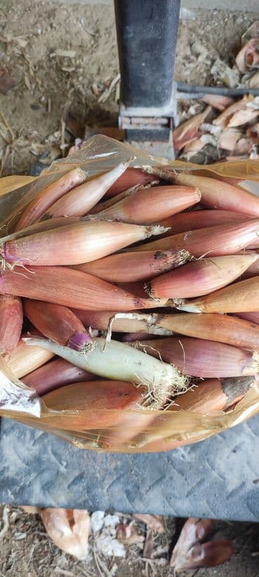 Соления: Hövsan soğanı təmiz maldır istəyən olsa əlaqə saxlasın at lalafo.az — 3 Соления: Hövsan soğanı təmiz maldır istəyən olsa əlaqə saxlasın — 3