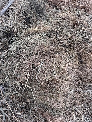 Ot satiıir.100 əded quru yerde saxlanilib.real aliciya endirim lalafo.az -da Ot satiıir.100 əded quru yerde saxlanilib.real aliciya endirim