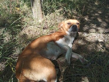 Zvonok, 1 ay, Dişi, Peyvəndli lalafo.az -da Zvonok, 1 ay, Dişi, Peyvəndli