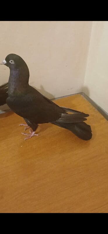 Məhsul: Qara rəngli ev göyərçinləri (cüt) Təsvir: - Qara parlaq lalafo.az -da Məhsul: Qara rəngli ev göyərçinləri (cüt) Təsvir: - Qara parlaq