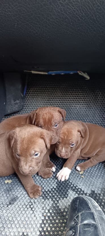 1 ay lalafo.az -da 1 ay