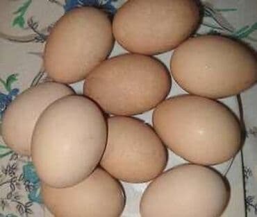 Kəklik yumurtaları mayalı yumurtalardı lalafo.az -da Kəklik yumurtaları mayalı yumurtalardı