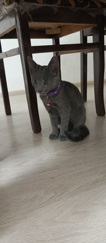 Rus mavi, Erkək lalafo.az -da Rus mavi, Erkək