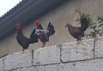 Toyuq, Yumurtalıq lalafo.az -da Toyuq, Yumurtalıq