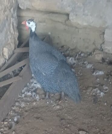 Hind quşu lalafo.az -da Hind quşu