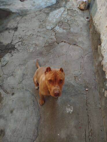 Pitbul, 6 ay, Erkek, Peyvəndli lalafo.az -da Pitbul, 6 ay, Erkek, Peyvəndli