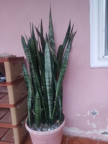Məhsul: Sansevieriya (Qayın dili) – dekorativ otaq bitkisi, iri ölçülü lalafo.az -da Məhsul: Sansevieriya (Qayın dili) – dekorativ otaq bitkisi, iri ölçülü