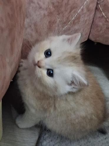 Qızıl şinşilla, Dişi, Yaxşı əllərə, Ödənişli çatdırılma, Ünvandan götürmə lalafo.az -da Qızıl şinşilla, Dişi, Yaxşı əllərə, Ödənişli çatdırılma, Ünvandan götürmə