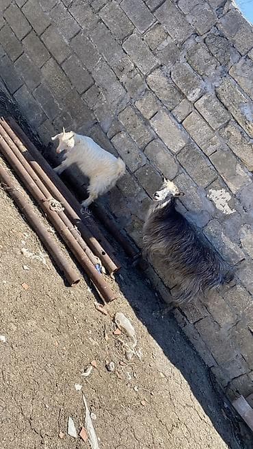 2 ci qarina dogub balasi erkeydi unvan mehdiabad lalafo.az -da 2 ci qarina dogub balasi erkeydi unvan mehdiabad