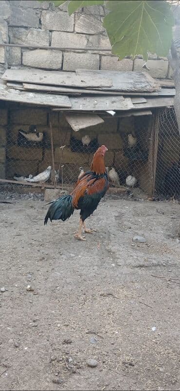 Məhsul: Uzunboyun döyüş tipli xoruz Təhsvir: - Rəng: parlaq lalafo.az -da Məhsul: Uzunboyun döyüş tipli xoruz Təhsvir: - Rəng: parlaq