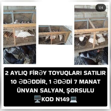 Toyuq, Ətlik lalafo.az -da Toyuq, Ətlik