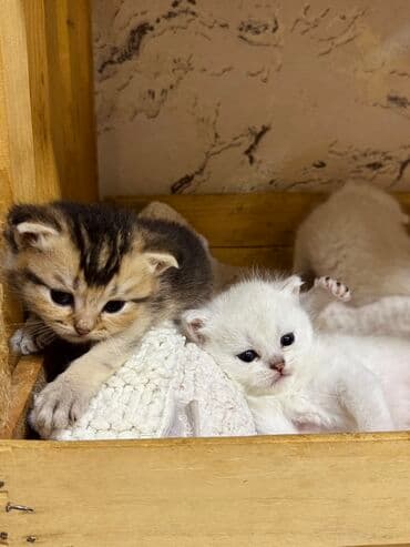 Şinşilla, Dişi, Erkək, Yaxşı əllərə, Ünvandan götürmə lalafo.az -da Şinşilla, Dişi, Erkək, Yaxşı əllərə, Ünvandan götürmə