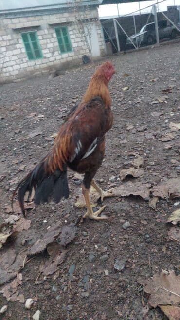 Xoruz, il: >5 lalafo.az -da Xoruz, il: >5