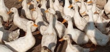 Salam öz həyətimin ördəklərdi diri 15m lalafo.az -da Salam öz həyətimin ördəklərdi diri 15m