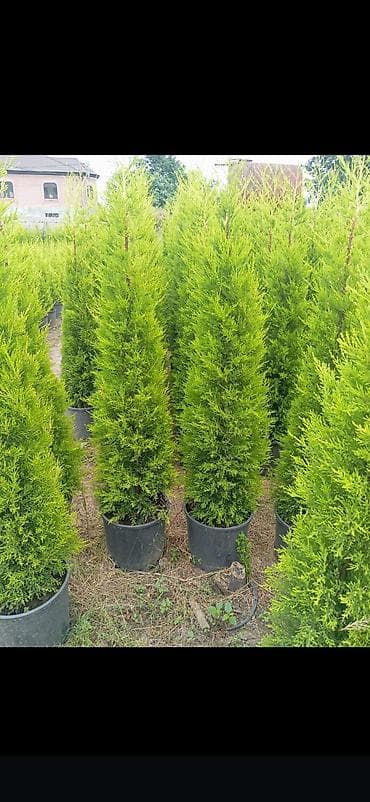 Təklif olunan həmişəyaşıl ağaclar yaşıllıq yaratmaq üçün əla seçimdir lalafo.az -da — 2 Təklif olunan həmişəyaşıl ağaclar yaşıllıq yaratmaq üçün əla seçimdir — 2