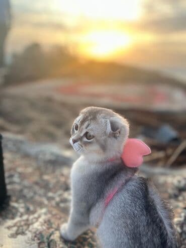 Şotland yastı qulaq, Dişi lalafo.az -da Şotland yastı qulaq, Dişi