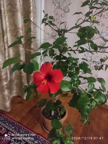 Kitayski Roza böyük güldür çatdırılma əlavə ödənişlidir ünvan lalafo.az -da Kitayski Roza böyük güldür çatdırılma əlavə ödənişlidir ünvan