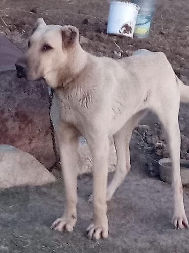 Kanqal, 1 il, Dişi, Peyvəndli, Ünvandan götürmə lalafo.az -da Kanqal, 1 il, Dişi, Peyvəndli, Ünvandan götürmə