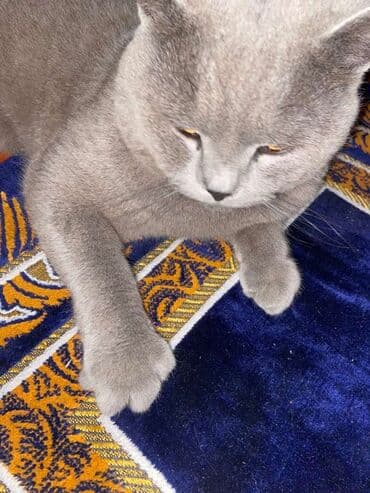 Britan, Erkək, Ünvandan götürmə lalafo.az -da Britan, Erkək, Ünvandan götürmə