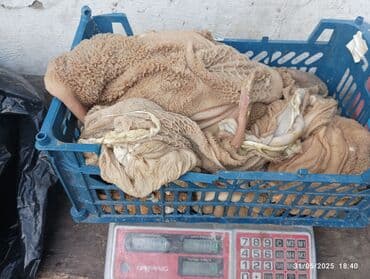 Сёдла: Itlər üçün siveji quzu qarnı tər təmiz kilosu 1 az kim isdese öncədən at lalafo.az — 4 Сёдла: Itlər üçün siveji quzu qarnı tər təmiz kilosu 1 az kim isdese öncədən — 4