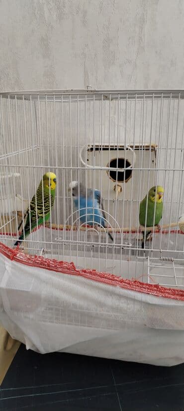 Бусы: Satilir qefes qarişiq 3 quş yumurta qoymaqa adelni qutusuda var at lalafo.az — 2 Бусы: Satilir qefes qarişiq 3 quş yumurta qoymaqa adelni qutusuda var — 2