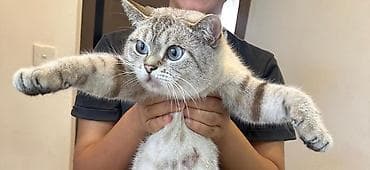 Erkək, Cütləşmə üçün lalafo.az -da Erkək, Cütləşmə üçün