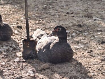 300 dənə lal ördək satılır topdan 14 azn .Çox hissəsi cins 25-30 lalafo.az -da 300 dənə lal ördək satılır topdan 14 azn .Çox hissəsi cins 25-30