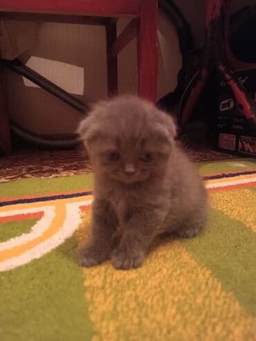 Şotland yastı qulaq, Dişi, Yaxşı əllərə, Ünvandan götürmə lalafo.az -da Şotland yastı qulaq, Dişi, Yaxşı əllərə, Ünvandan götürmə