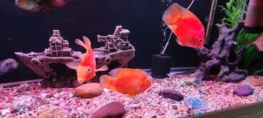 Zavod akvarium 330 litr olcusu 1.20 60.45 her seyi var bahali baliqlar lalafo.az -da Zavod akvarium 330 litr olcusu 1.20 60.45 her seyi var bahali baliqlar