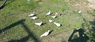 Ev göyərçinləri – dekorativ və boynu zərli uçuş üçün - Növ: ev lalafo.az -da Ev göyərçinləri – dekorativ və boynu zərli uçuş üçün - Növ: ev