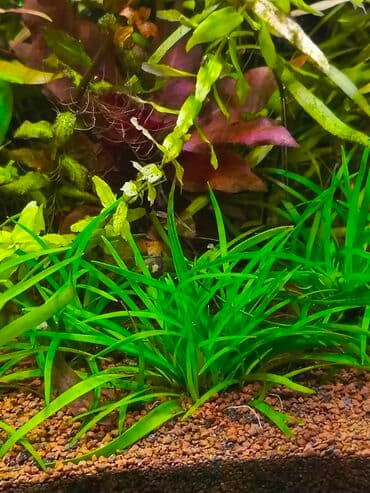 Akvaryum üçün canlı su bitkiləri paketi - Ön plan üçün sıx yaşıl lalafo.az -da Akvaryum üçün canlı su bitkiləri paketi - Ön plan üçün sıx yaşıl