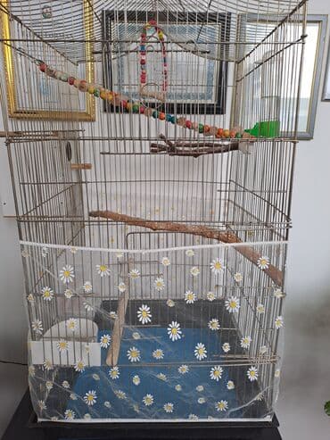 2 ədəd hazir cüt papuqay. 2 dəfə bala veriblər. indi də yumurta lalafo.az -da 2 ədəd hazir cüt papuqay. 2 dəfə bala veriblər. indi də yumurta