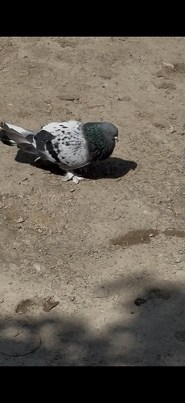 Qizgin Takla erkey satilir ciddi alıcılar yazsın lalafo.az -da Qizgin Takla erkey satilir ciddi alıcılar yazsın