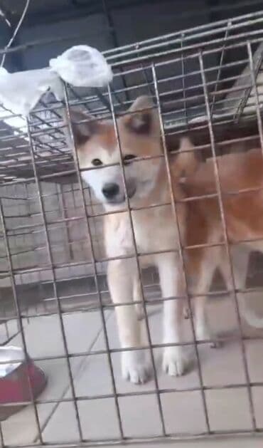 Akita-inu, 5 ay, Dişi lalafo.az -da Akita-inu, 5 ay, Dişi