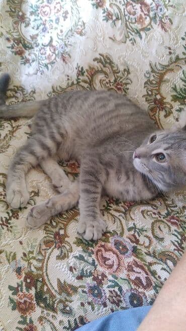 Erkək, Cütləşmə üçün lalafo.az -da Erkək, Cütləşmə üçün