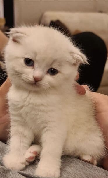 Şotland yastı qulaq, Yaxşı əllərə, Ödənişli çatdırılma lalafo.az -da Şotland yastı qulaq, Yaxşı əllərə, Ödənişli çatdırılma