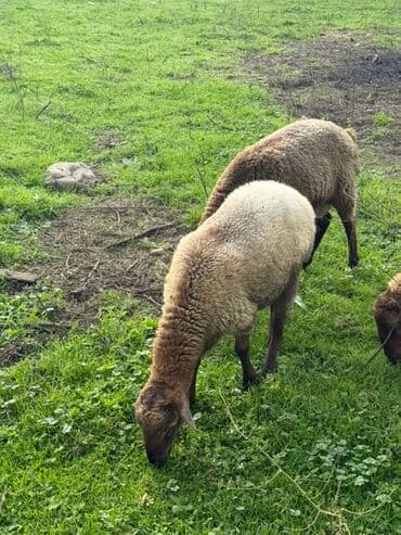 Məhsul:Qoçlar satılır (3 baş) Təsvir: - Fotolarda çəmənlikdə lalafo.az -da Məhsul:Qoçlar satılır (3 baş) Təsvir: - Fotolarda çəmənlikdə