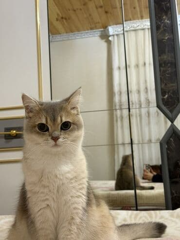 Britan lalafo.az -da Britan