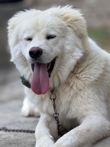 Samoyed, Erkek, Sənədli, Ünvandan götürmə lalafo.az -da Samoyed, Erkek, Sənədli, Ünvandan götürmə
